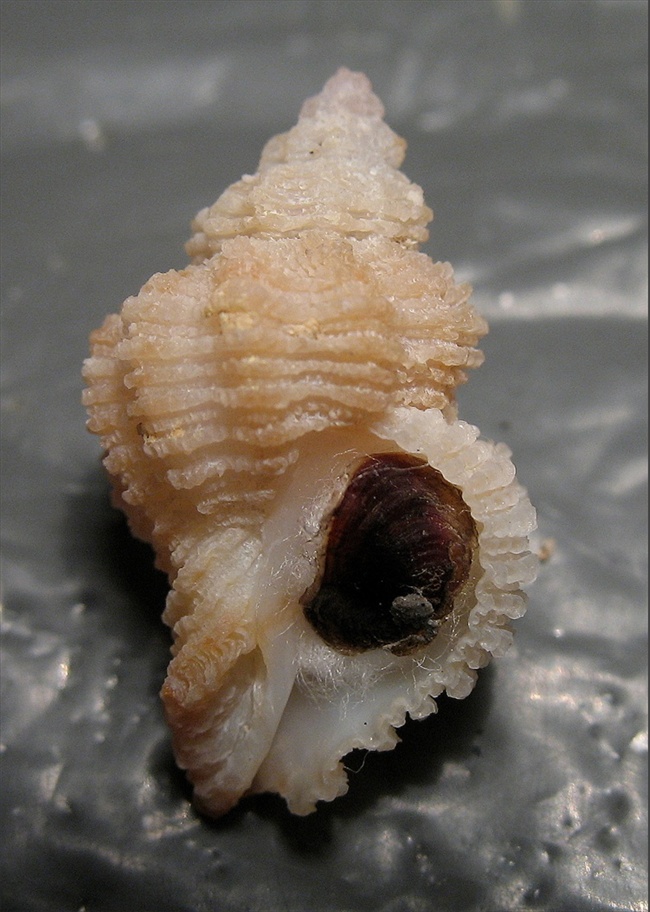 Coralliophila  panormitana